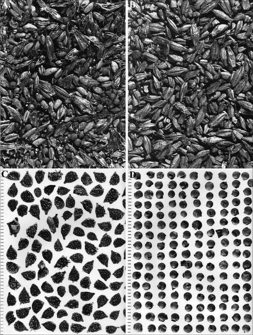 Carbonised crop and weed material from the silo complex: A) spikelets and grains of hulled wheats, and associated weed seeds; B) hulled barley (Hordeum vulgare) grain; C) seeds of corn buttercup (Ranunculus arvensis); D) seeds of wild bishop (Bifora radians) (Photos via R. Neef)