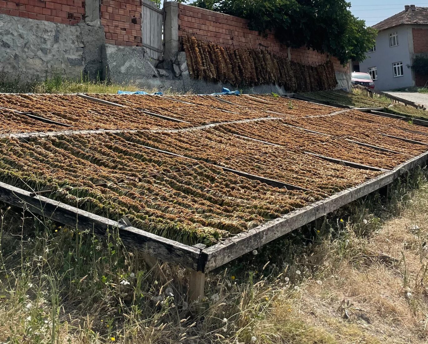 Tobacco leaves arranged and hung for drying in a village in the Vezirkopru district of Samsun, Türkiye, July 27, 2023. (Photo via Koray Erdogan/Türkiye Today)