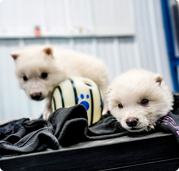 Photo of Remus and Romulus at 1 month old. (Photo via Colossal Biosciences)