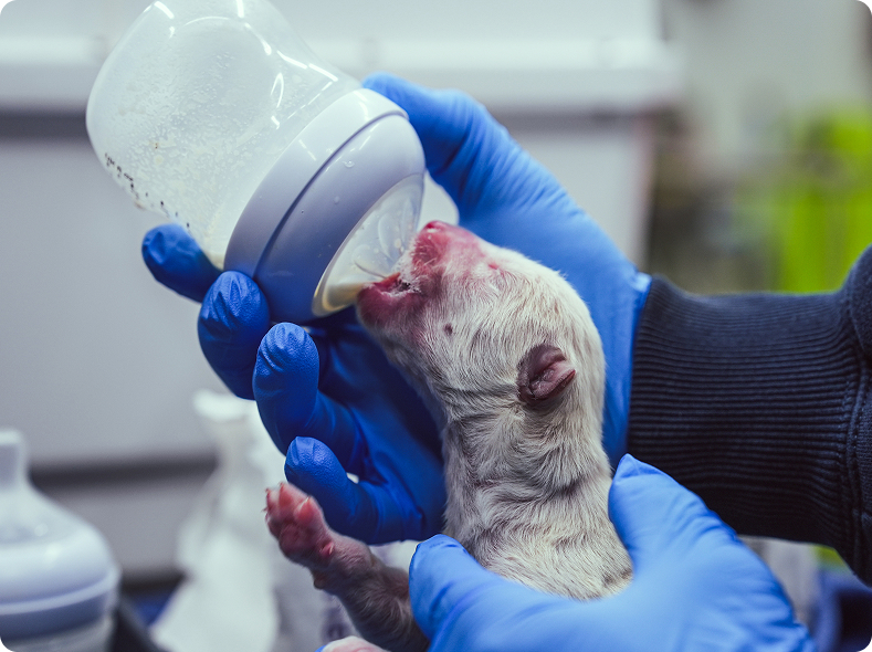 Remus's first photo after birth. (Photo via Colossal Biosciences)