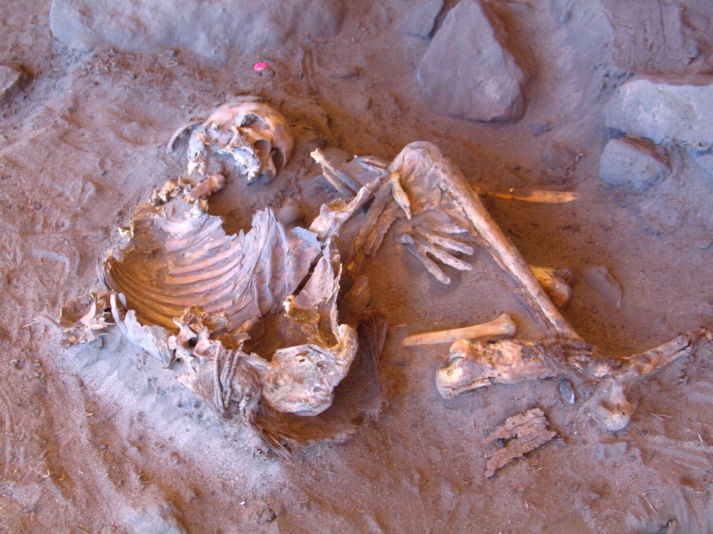 7,000-year-old natural mummy found at the Takarkori rock shelter in Southern Libya. (Photo via Archaeological Mission in the Sahara/Sapienza University of Rome)