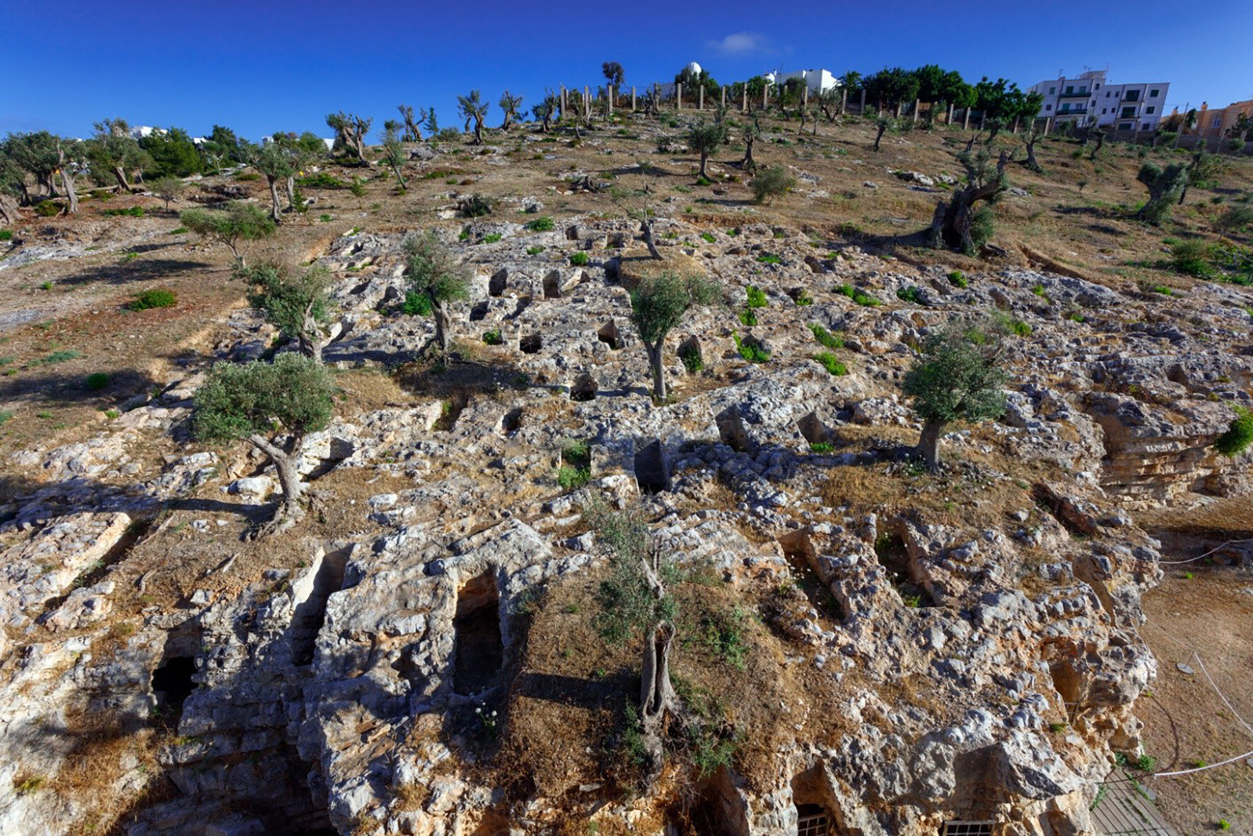 Ancient DNA study challenges myths of Phoenician migration across Mediterranean