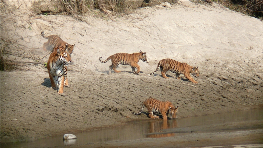 Nepal’s tiger numbers explode, intensifying conflicts with wildlife Image
