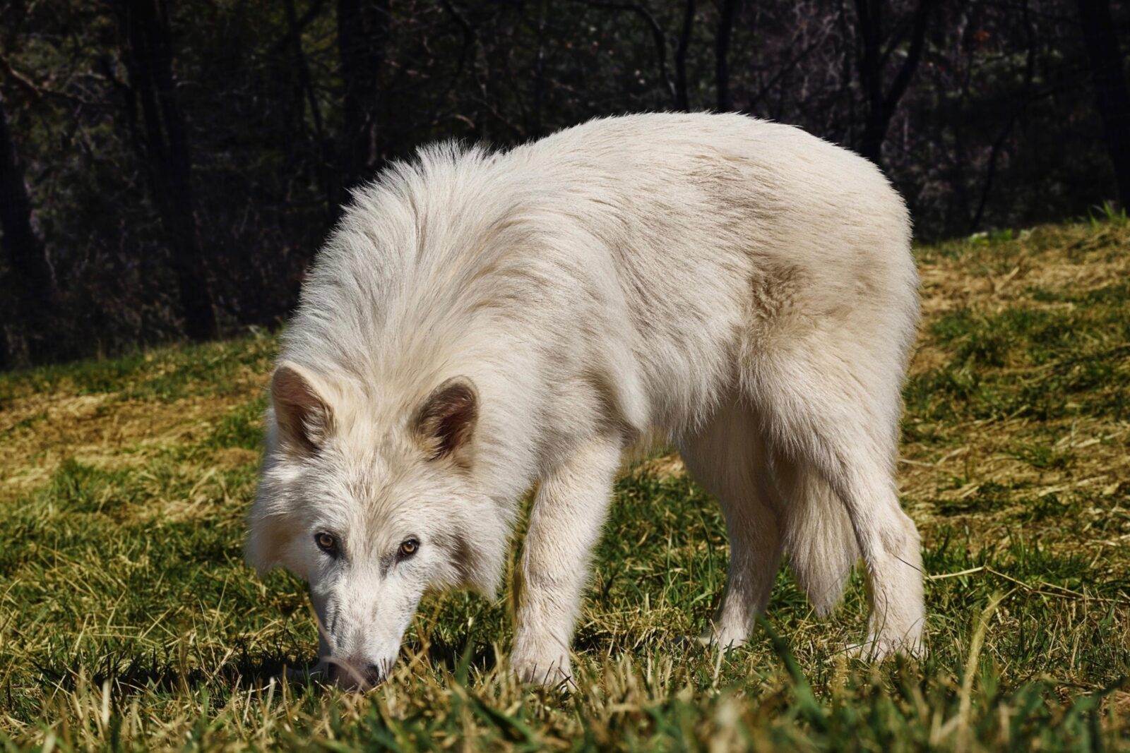 Remus and Romulus are now 5 months old, and here is a photo of one of them in their natural habitat. (Photo via Colossal Biosciences)