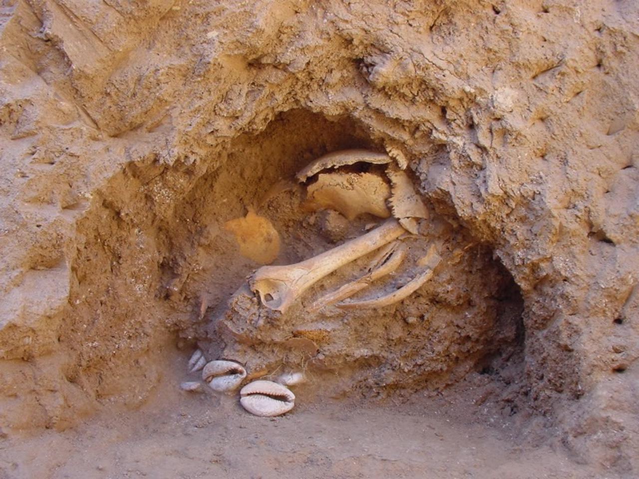 Neolithic burial with shell ornaments unearthed at Tell Halula, Syria, 2014. (Photo via Dental Ecology)
