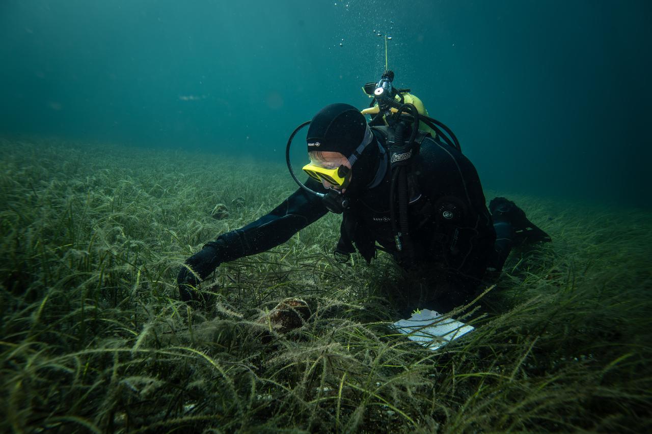 Osman Benli, an instructor from the Erdek Diving Club, is seen working underwater during the PINA-IZ Project in Balikesir, Türkiye, Oct. 6, 2025. (AA Photo)