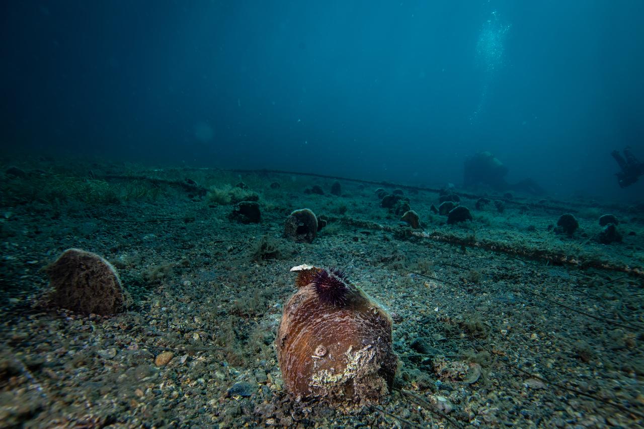 Baby fan mussels are seen growing in their natural habitat during the PINA-IZ Project dive in Balikesir, Türkiye, Oct. 6, 2025. (AA Photo)