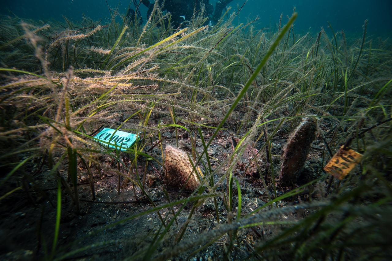 Baby fan mussels are seen growing in their natural habitat during the PINA-IZ Project dive in Balikesir, Türkiye, Oct. 6, 2025. (AA Photo)