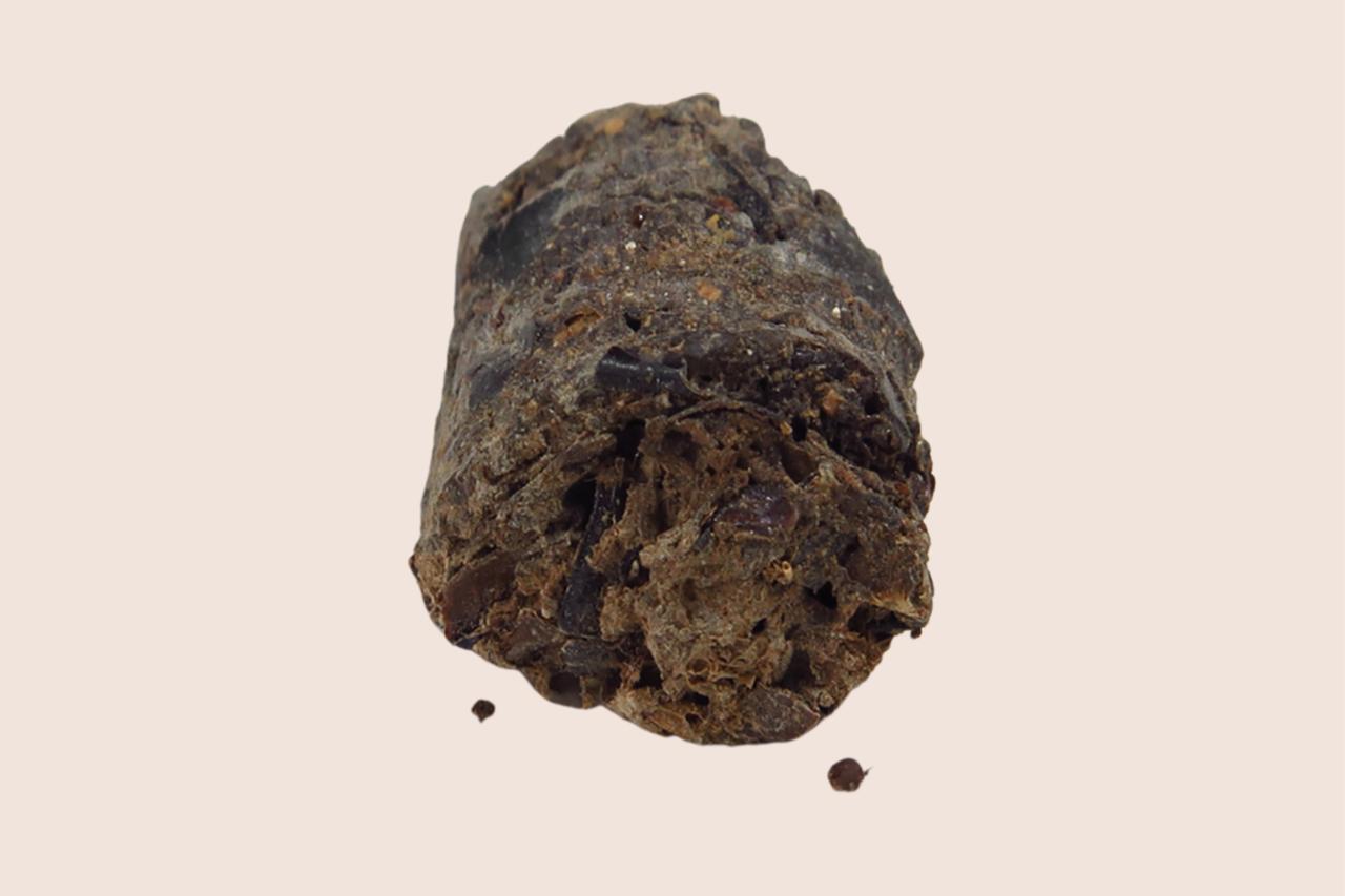 Sample of paleofeces recovered from the Zimapan individual, used for ancient DNA analysis of the gut microbiome. (Photo via Rene Cerritos/PLOS One)