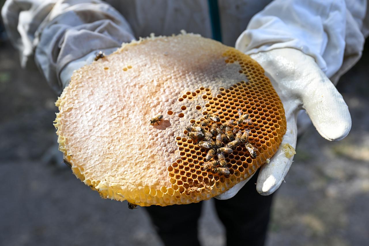 A person holding a harvested black hive honey during a visit to a beekeepers production site in Van, Türkiye. (AA Photo)