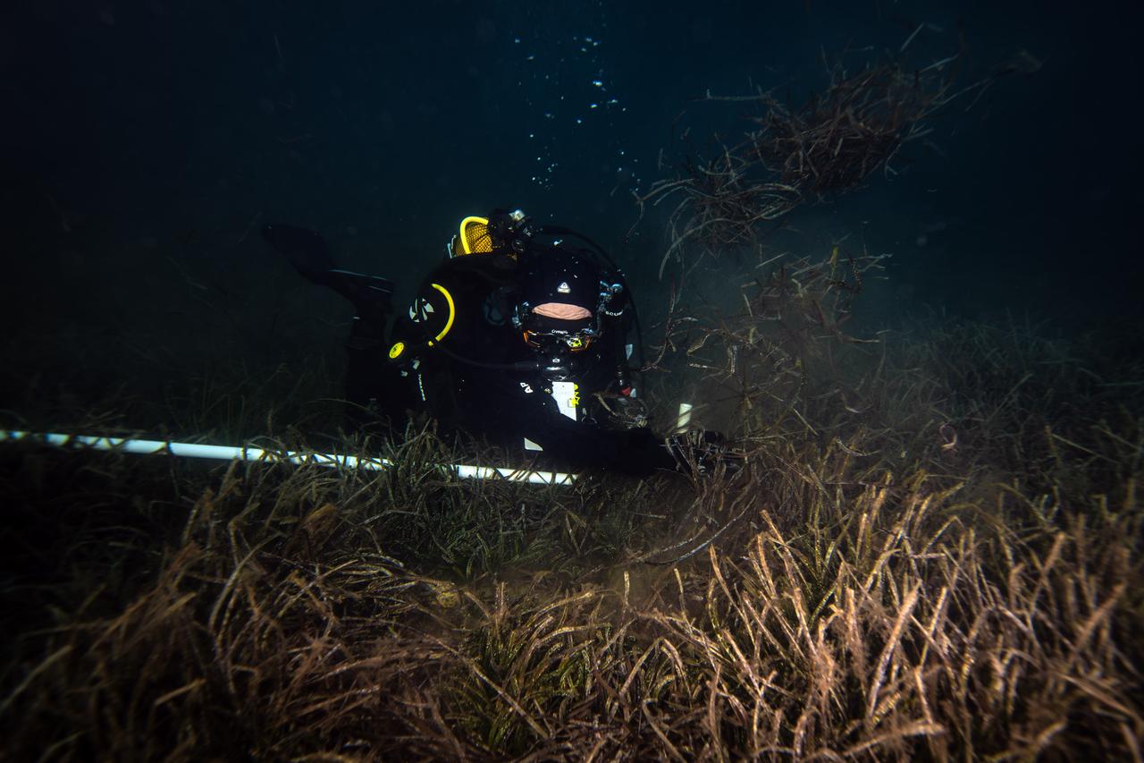 Bandirma Onyedi Eylul University Maritime Faculty member Professor Mustafa Sari is seen working underwater during a dive into the Marmara Sea as part of the CAYIR-IZ project, which aims to protect seagrass meadows, described as the  lungs of the seas  in Balikesir, Türkiye, Oct. 6, 2025. (AA Photo)