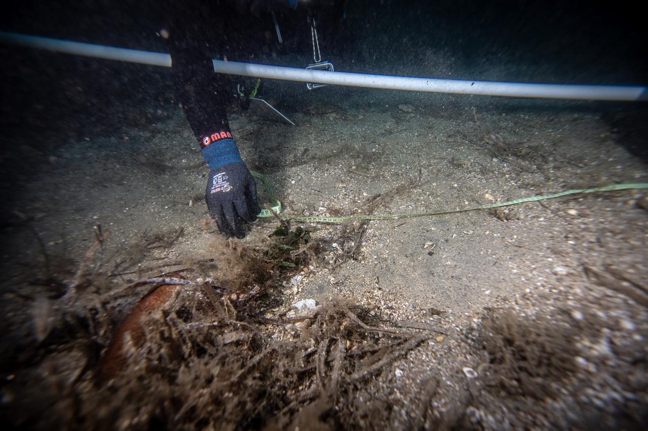 Bandirma Onyedi Eylul University Maritime Faculty member Professor Mustafa Sari is seen working underwater during a dive into the Marmara Sea as part of the CAYIR-IZ project, which aims to protect seagrass meadows, described as the "lungs of the seas" in Balikesir, Türkiye, Oct. 6, 2025. (AA Photo)
