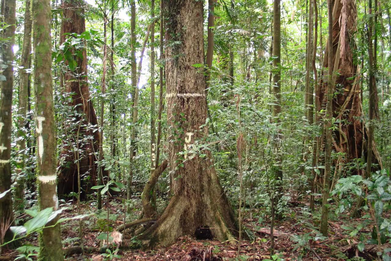 Australian tropical forests turn from carbon sinks to carbon sources, study finds