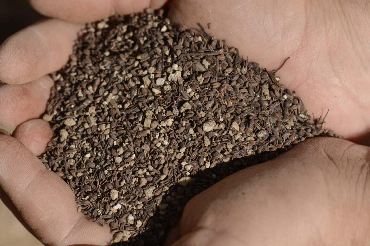 An archaeologist holds thousands of well-preserved millet seeds unearthed during excavations at the inner castle area of the ancient city of Becin in Milas, Mugla, Türkiye, Oct. 16, 2025. (AA Photo)