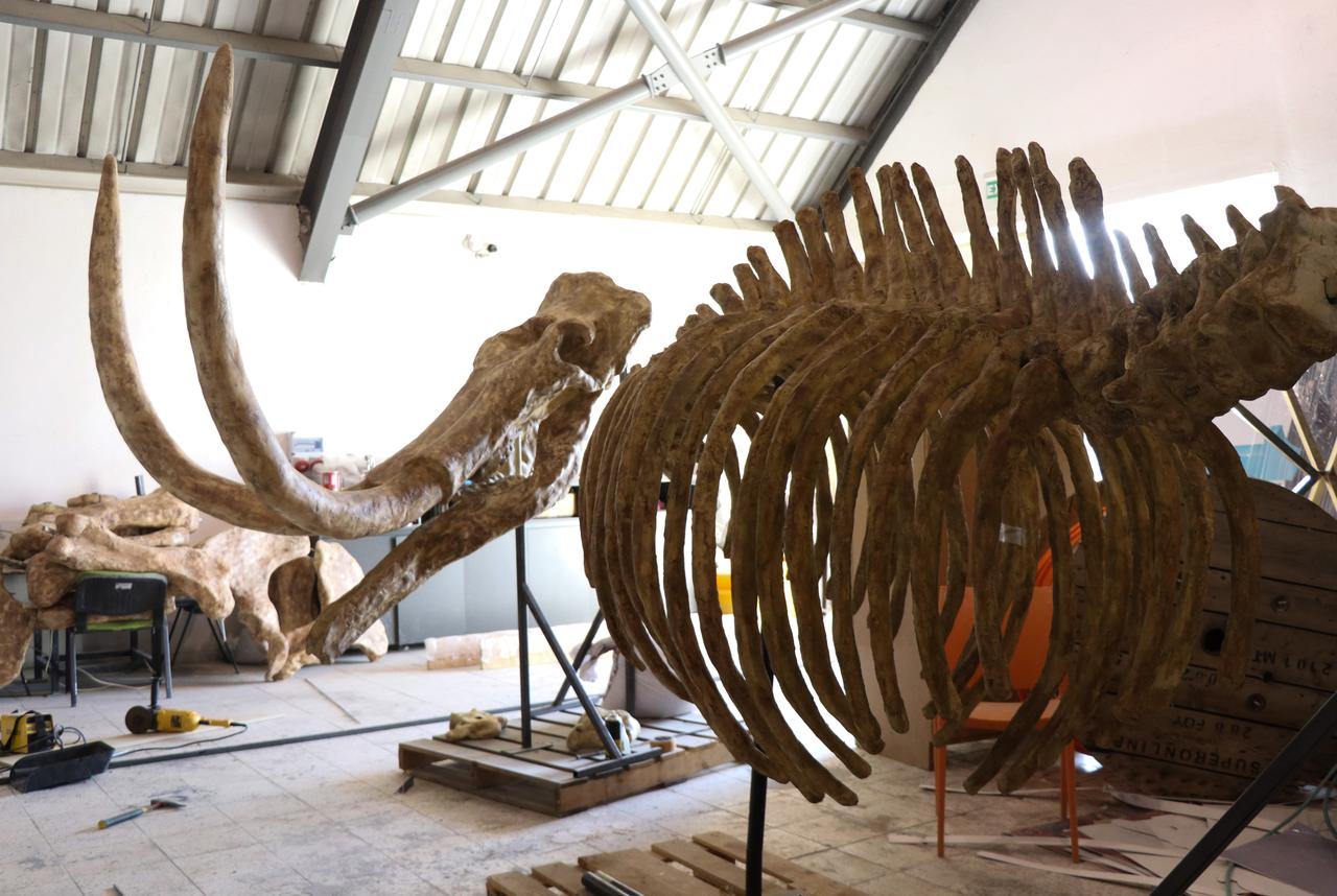 The partial skeleton of a prehistoric elephant—one of the region’s megafauna species—under restoration in Kayseri, Türkiye. (AA Photo)