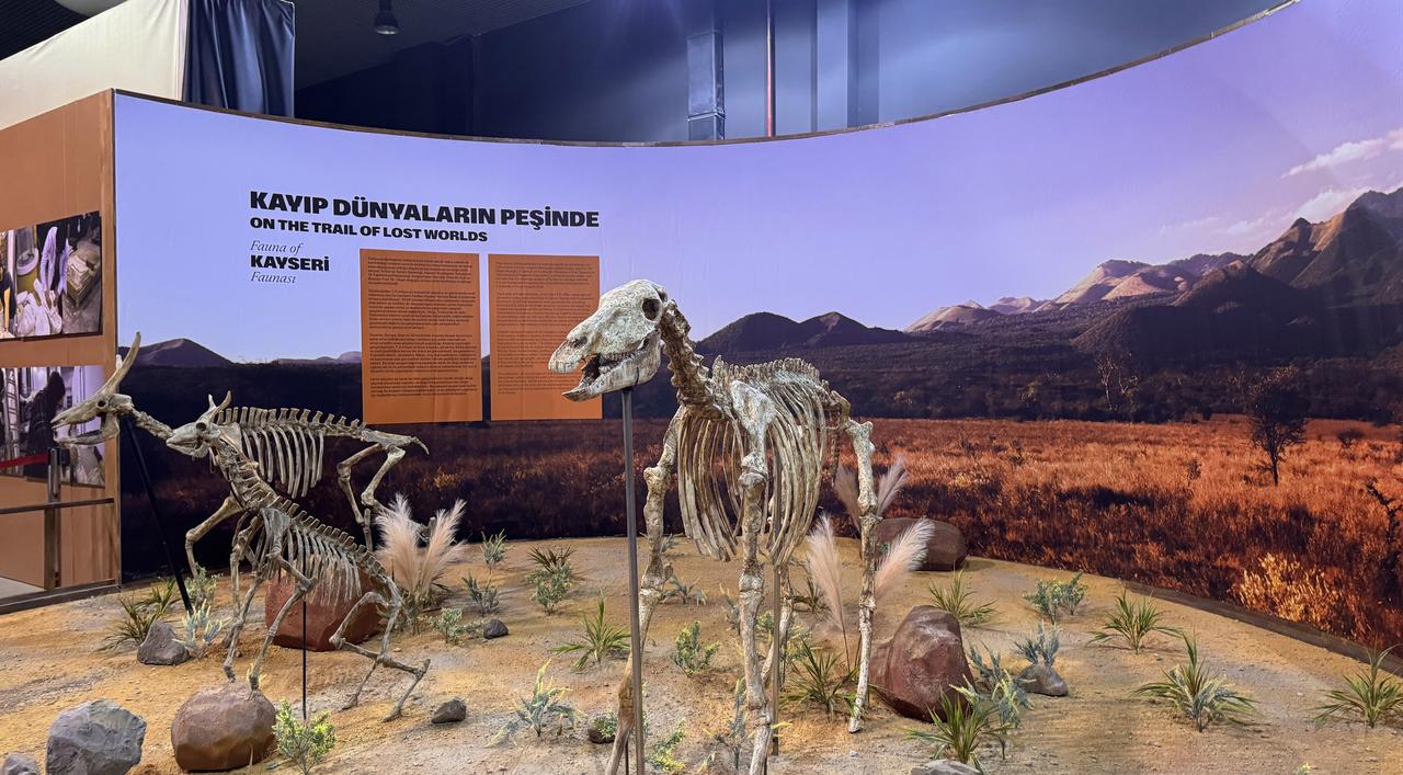 Fossil mounts representing the 7.7-million-year-old fauna of Kayseri are displayed under the theme “On the Trail of Lost Worlds.” (AA Photo)