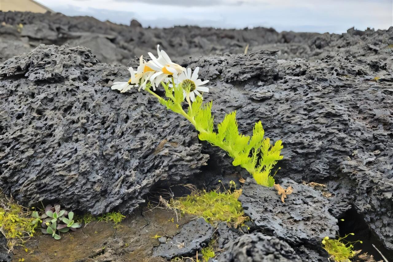Birds, not seed traits, drove plant colonization on newborn Icelandic island