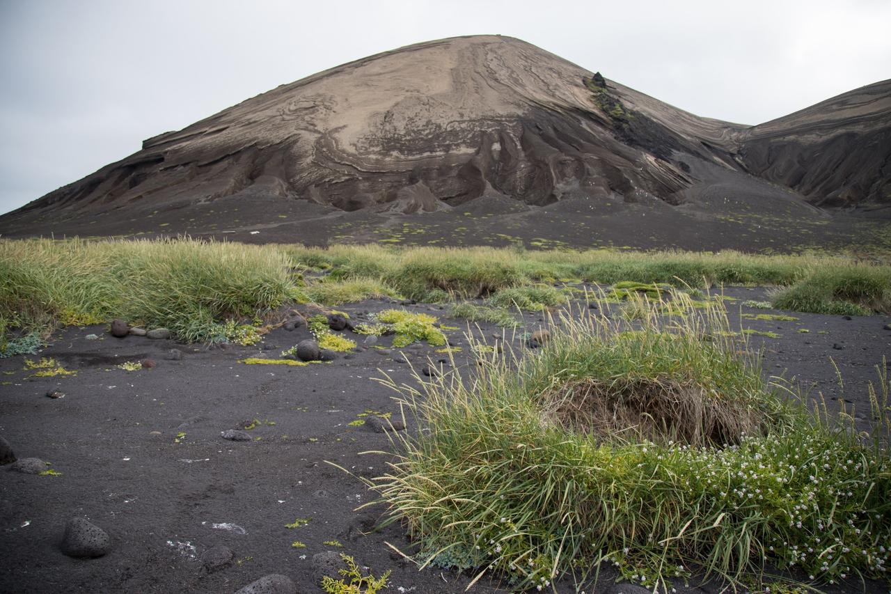 Grasses and flowering plants spread across Surtsey’s black volcanic sands, marking the slow transformation of the island’s once-barren landscape. (Photo via Pawel Wasowicz)