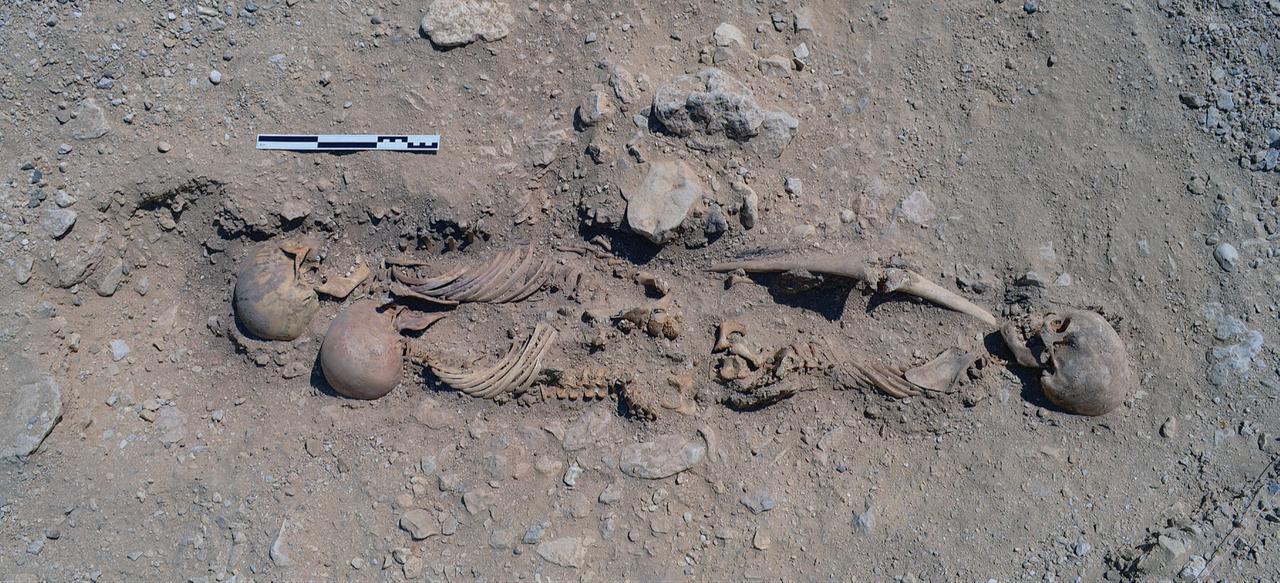 An undisturbed triple burial at the North Tombs Cemetery, where three individuals were wrapped together in a single mat before interment. (Photo via Amarna Project)