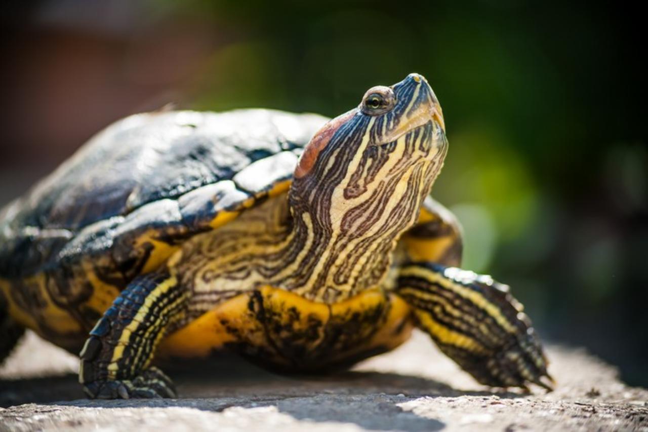 Turkish gendarmerie intercepts 500 red-eared slider turtles on highway