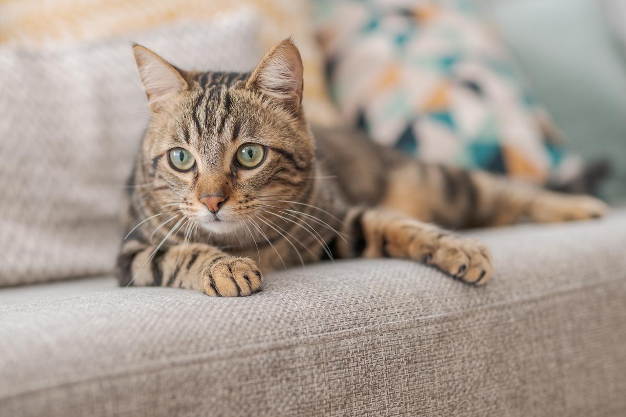 Cat sitting on the sofa at home. (Adobe Stock Photo)