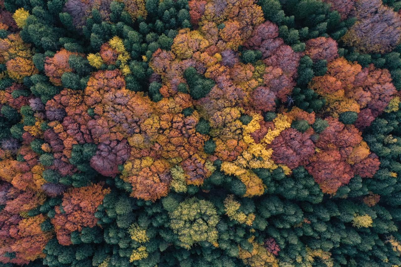 AA