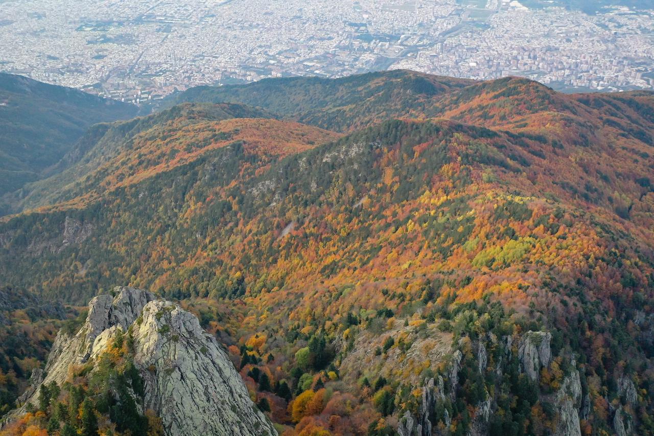 AA