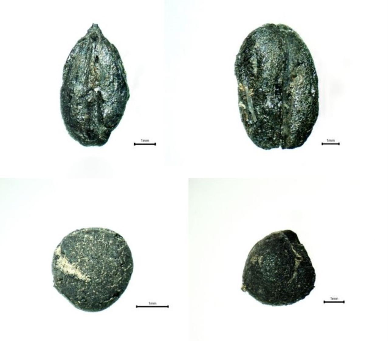 Microscopic views of carbonized grains and legumes from Kulluoba Hoyuk graves, Eskisehir, Türkiye, Oct. 2025. (AA Photo)
