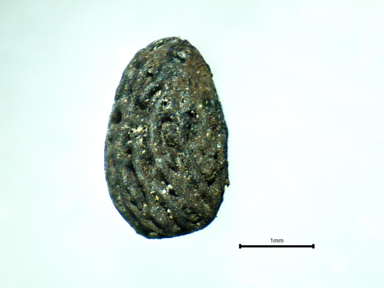 Charred seed unearthed from a burial layer at Kulluoba Hoyuk, Eskisehir, Türkiye, Oct. 2025. (AA Photo)