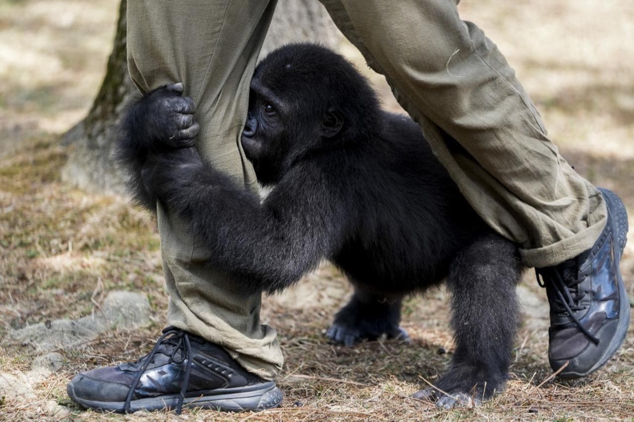 The baby gorilla named  Zeytin  plays with caregiver in Polonezkoy Zoo, Istanbul, Türkiye, August 20, 2025. (AA Photo)