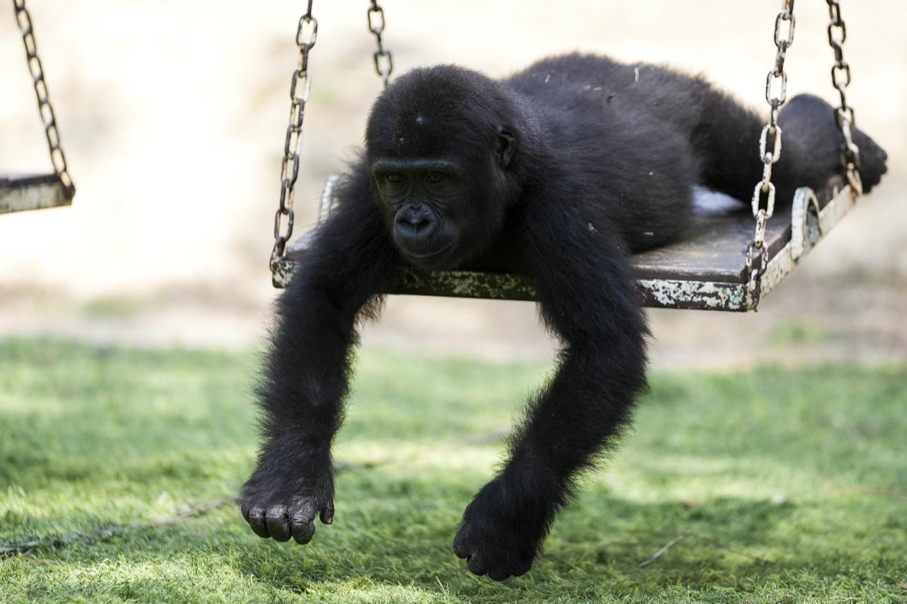 The baby gorilla named  Zeytin  plays with caregivers as it is being prepared to return to its natural habitat in Nigeria, Istanbul, Türkiye, August 20, 2025. (AA Photo)