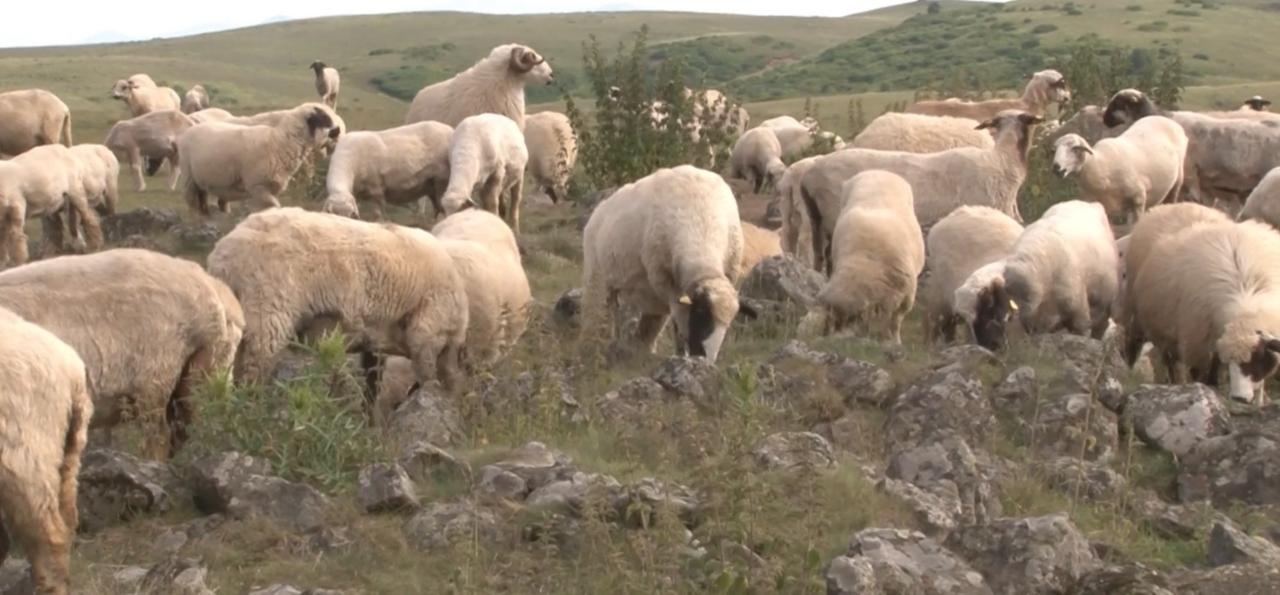 Sheep graze among weathered gravestones at the medieval Toman Cemetery, long mistaken by locals for natural rocks used as salt licks, Tokat, Türkiye, October 24, 2025. (IHA Photo)