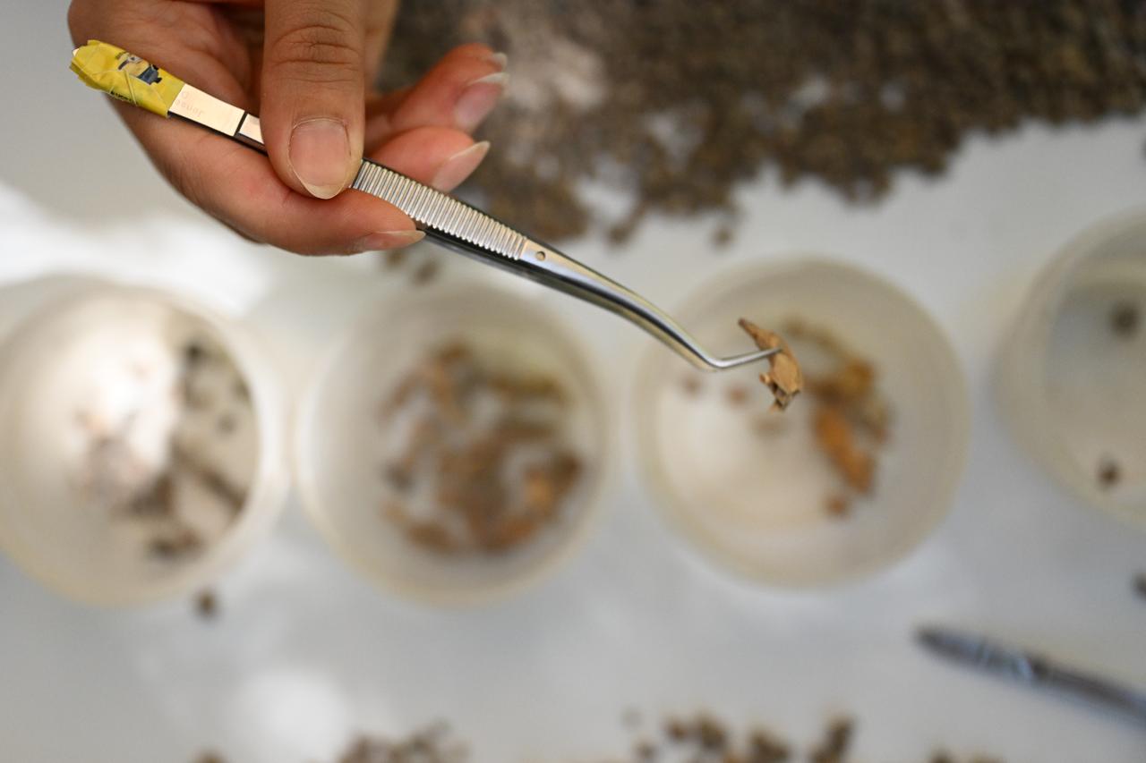 A close-up shows an excavator holding a small bone fragment discovered among sorted material from Direkli Cave in Kahramanmaras, Türkiye, Oct. 27, 2025. (AA Photo)