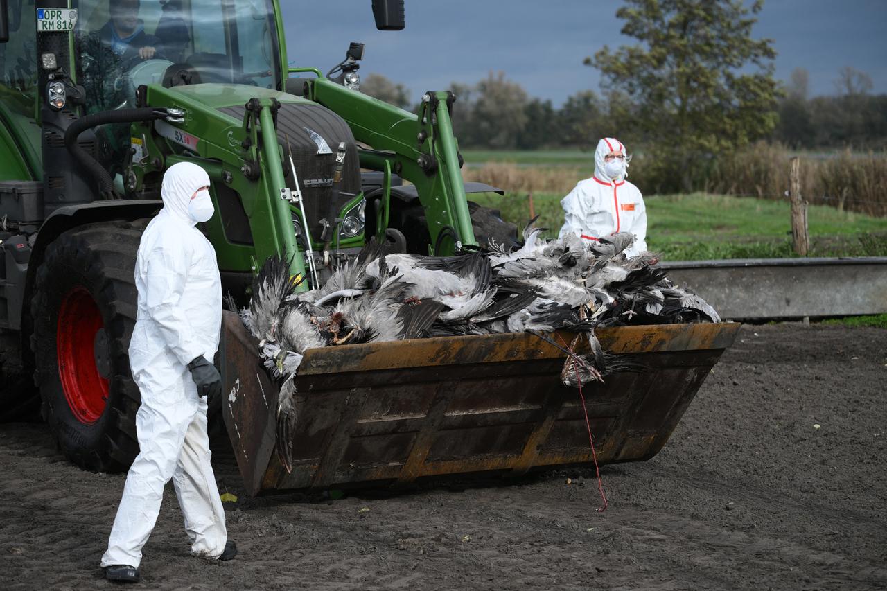 Germany culls hundreds of thousands of poultry as bird flu spreads rapidly