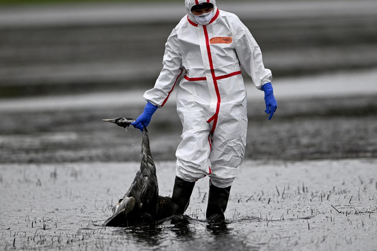 A volunteer helper carries a crane that presumably died of bird flu on a field near Linum, eastern Germany, Oct. 24, 2025. (AFP Photo)