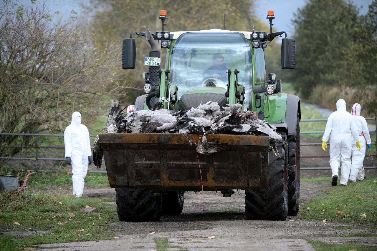 Volunteer helpers are seen next to a wheel loader transporting the bodies of cranes that presumably died of bird flu on a field near Linum, eastern Germany, Oct. 24, 2025. (AFP Photo)