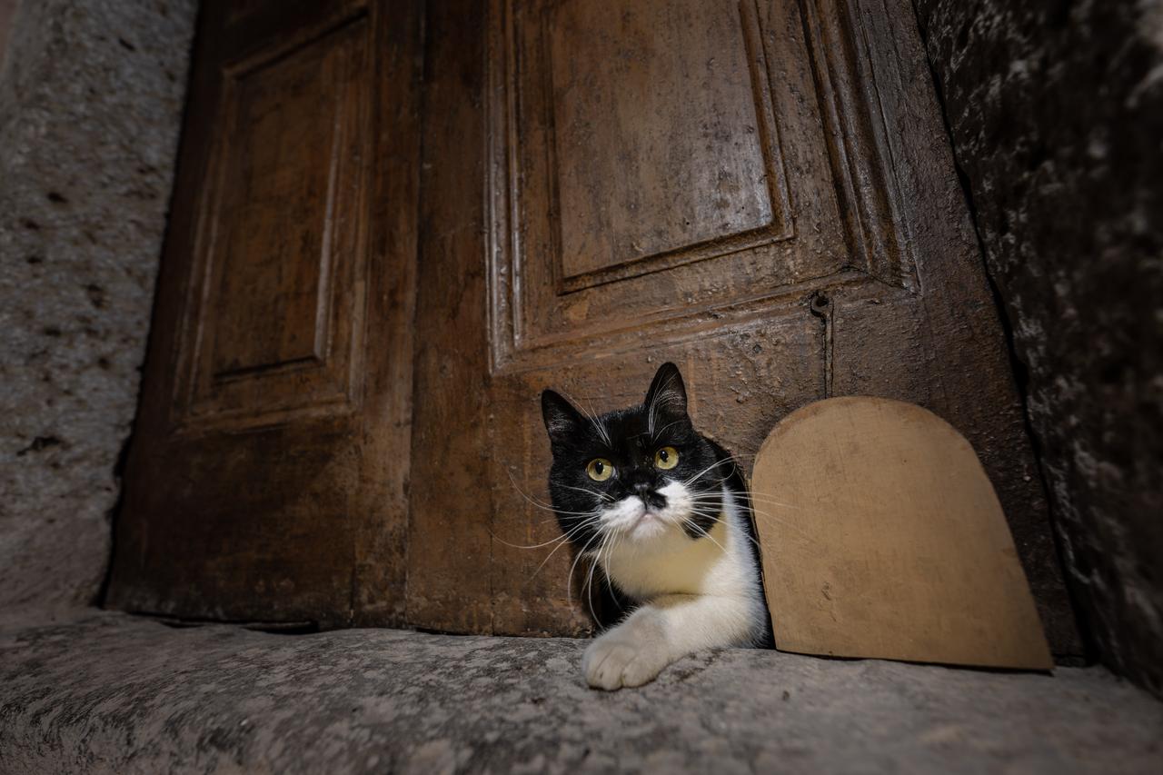 Serbet exits through the centuries-old “cat door” once built for palace cats in the Karaaagalar Quarters of Topkapi Palace, Istanbul, Türkiye, Oct. 27, 2025. (AA Photo)