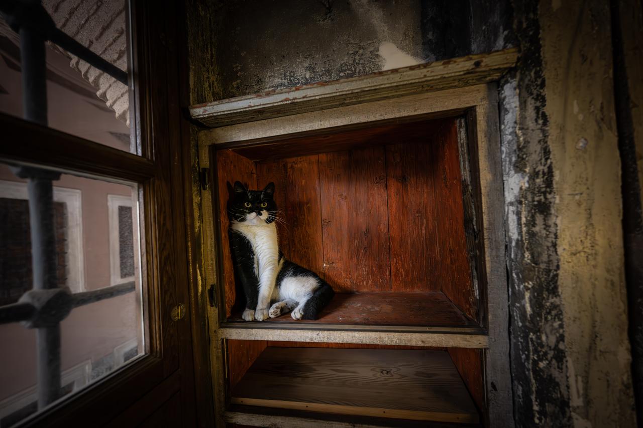 Serbet, the granddaughter of the famous palace cat Mulayim, sits inside a restored wooden shelf near the historic “cat door” in the Harem of Topkapi Palace, Istanbul, Türkiye, Oct. 27, 2025. (AA Photo)