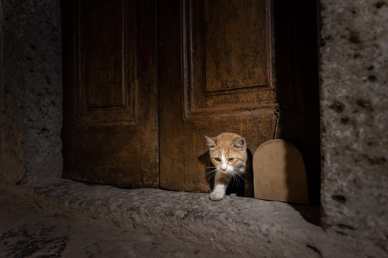 A young kitten follows Sherbet’s path through the newly restored “cat door” in the Karaaagalar Kogusu of Topkapi Palace, Istanbul, Türkiye, Oct. 27, 2025. (AA Photo)