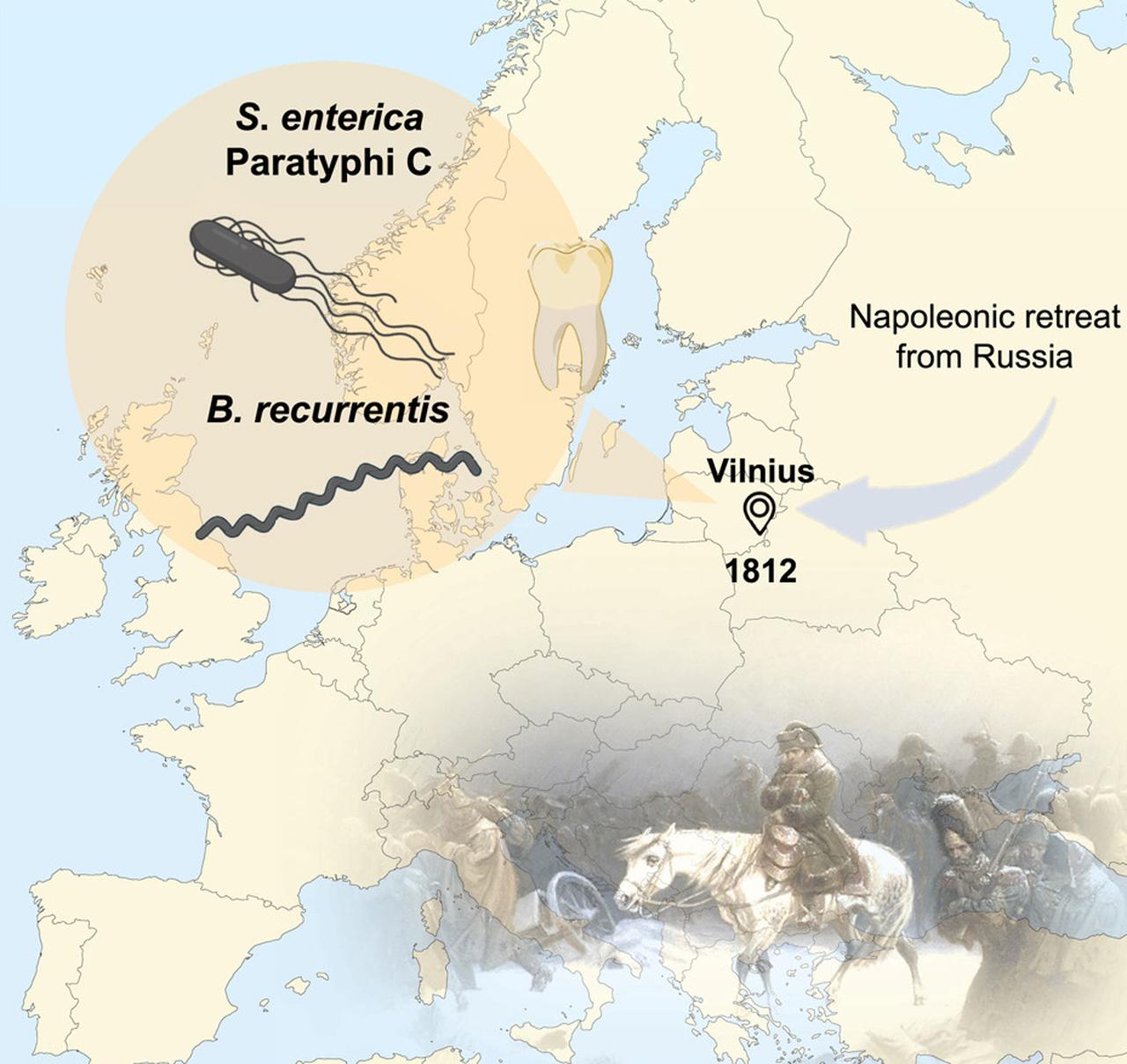 Illustration showing the spread of Salmonella enterica Paratyphi C and Borrelia recurrentis detected in Napoleonic soldiers, mapped along the route of the 1812 retreat from Russia. (Image via Current Biology/Institut Pasteur)