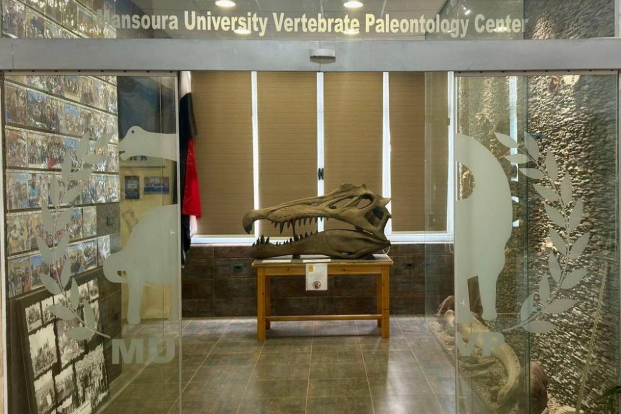 New species of crocodile dating back to the age of dinosaurs in Egypt’s Western Desert, discovered by a team of scientists, October 27, 2025. (Photo via Mansoura University Vertebrate Paleontology Center)