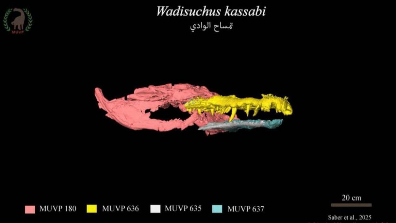 New species of crocodile dating back to the age of dinosaurs in Egypt’s Western Desert, discovered by a team of scientists, October 27, 2025. (Photo via Mansoura University Vertebrate Paleontology Center)