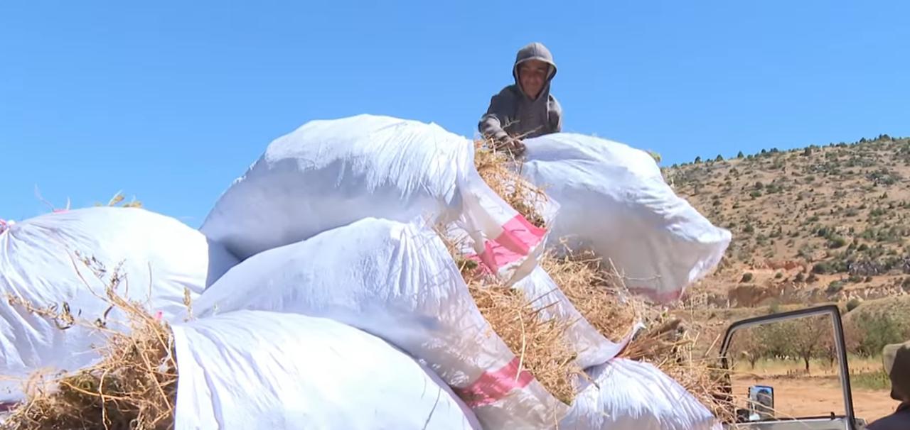 Hectares in the foothills of Hermel, in western Lebanon, are covered with cannabis, October 27, 2025. ( Photo via Al Jazeera)