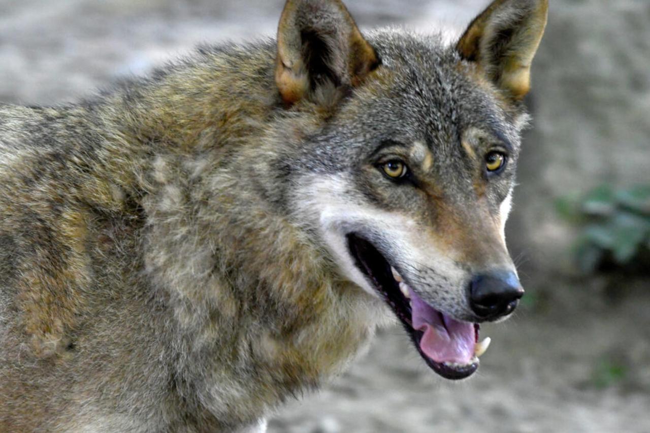 A Gray Wolf, accessed on Oct. 3, 2025. (Photo via Britannica)
