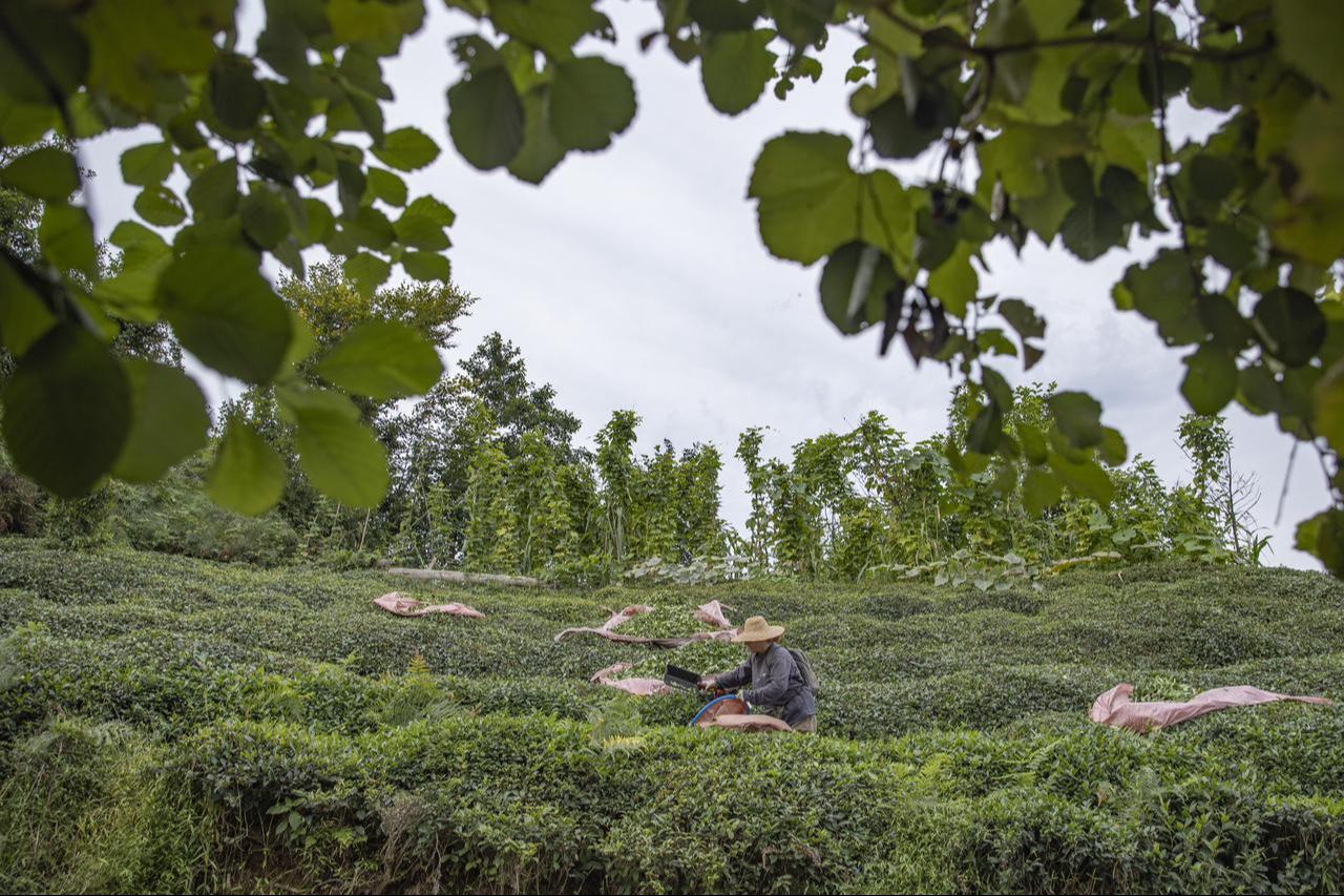 A woman is seen harvesting tea in Rize, Turkiye, on September 24, 2025. (AA Photo)