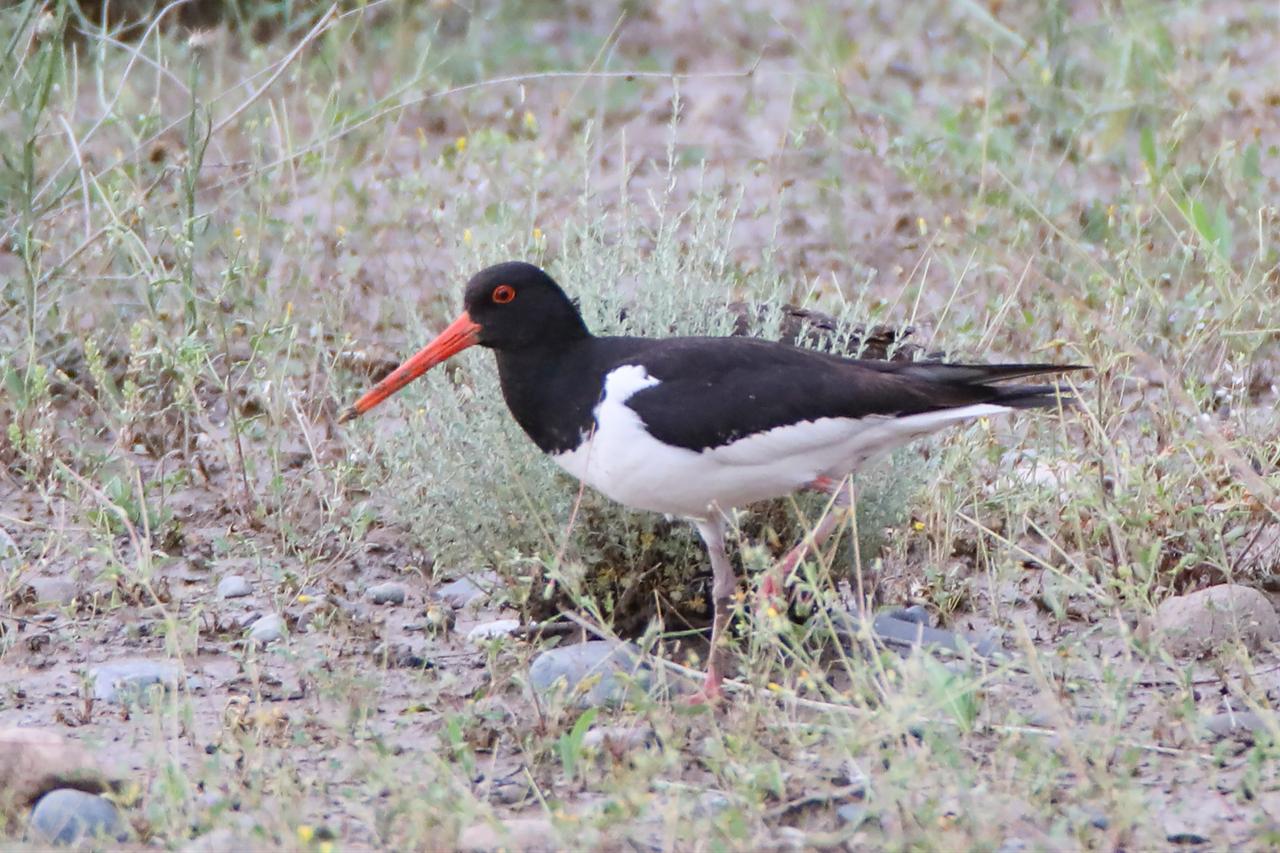 Endangered bird tracked from Türkiye to Africa across 8 countries
