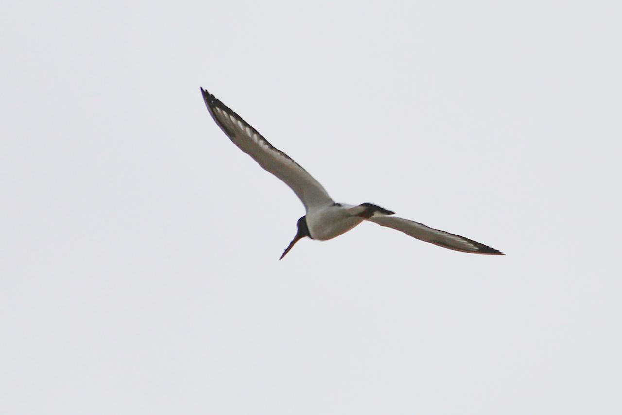 A Eurasian oystercatcher in flight over the Aras Bird Paradise in eastern Türkiye. (AA Photo)