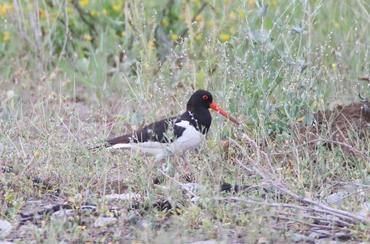 The Eurasian oystercatcher, known in Türkiye as the poyraz kusu, forages along the banks of the Aras River in Igdir province. (AA Photo)