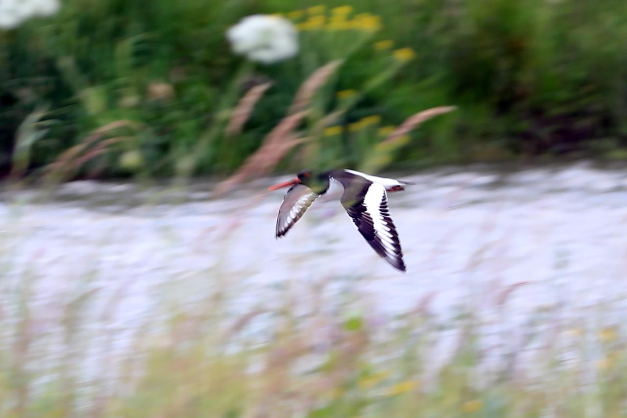 The Eurasian oystercatcher, tracked via satellite, flies above wetlands near the Aras River in eastern Türkiye. (AA Photo)
