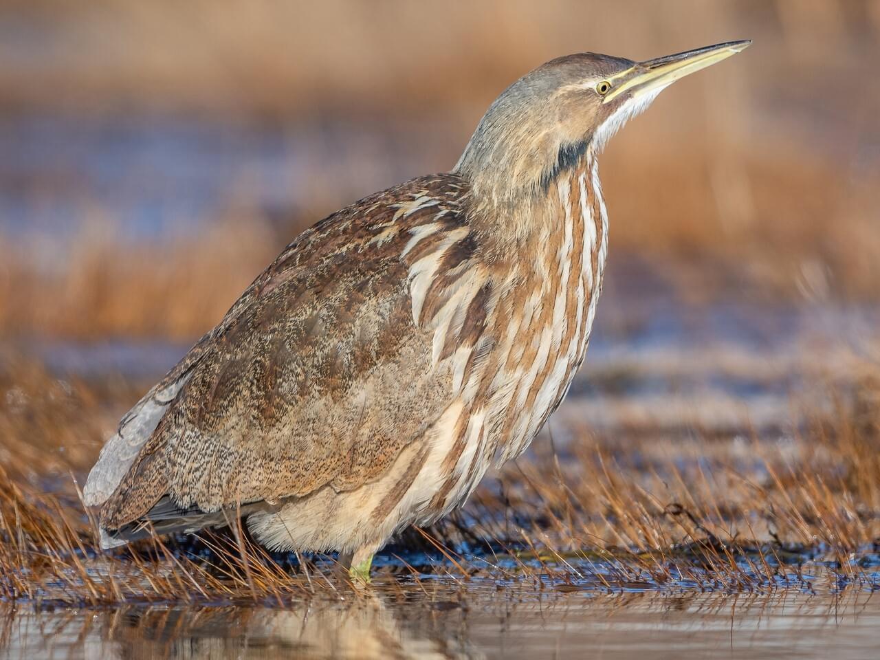 Immature South American bittern (Botaurus pinnatus), photographed as a juvenile, December 26, 2018, Nova Scotia, Canada. (Photo via Macaulay Library/Jason Dain)